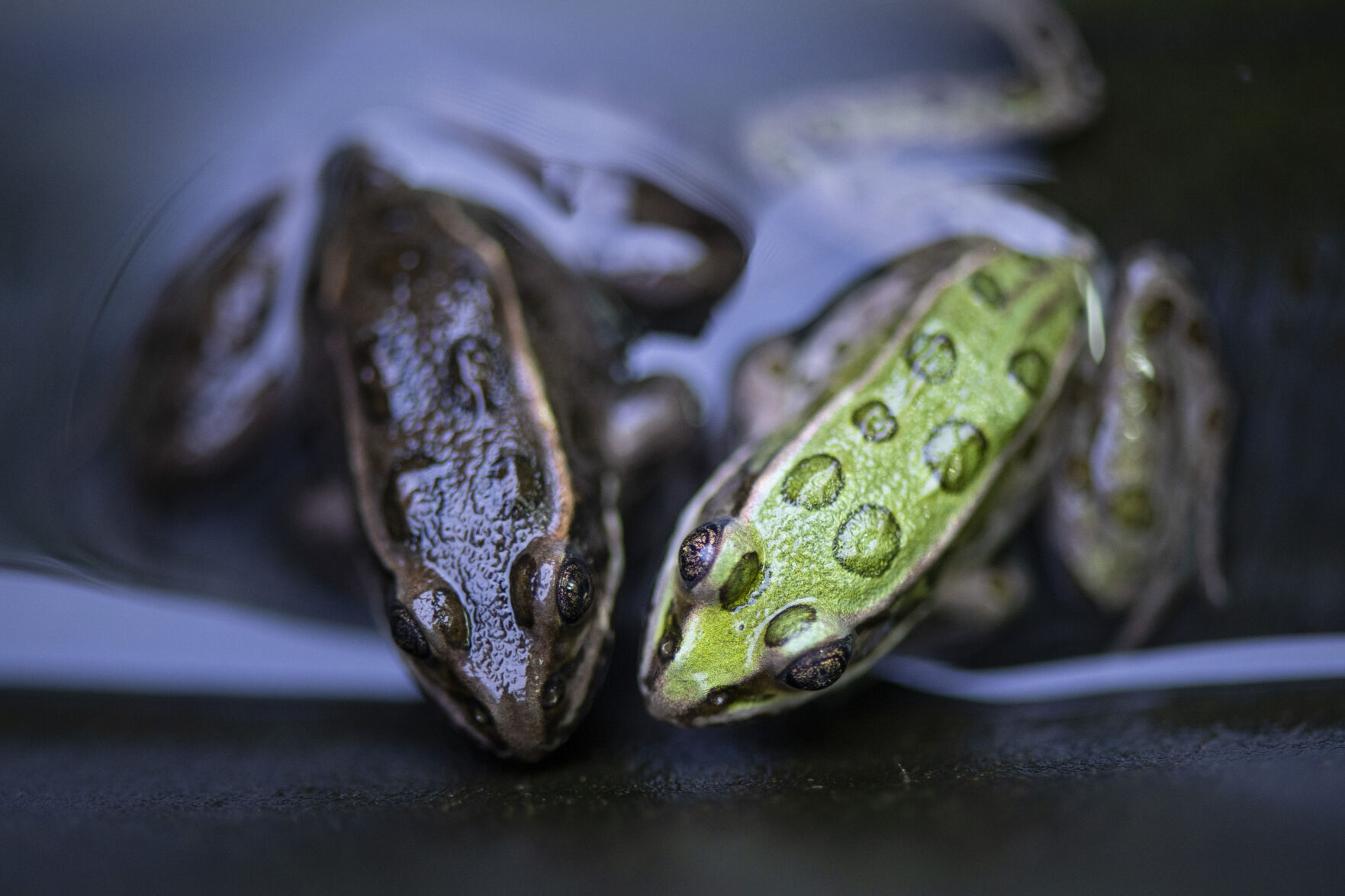Northern tiger frogs 81.jpg